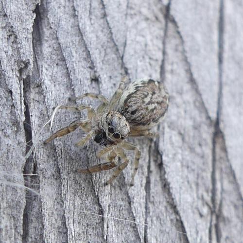 Pseudicius encarpatus